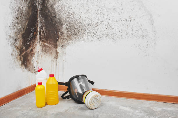 Best Residential Mold Removal  in Merrifield, VA