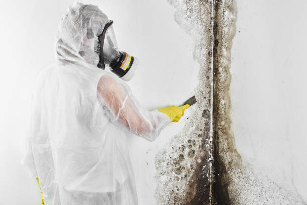 Best Commercial Mold Removal  in Merrifield, VA