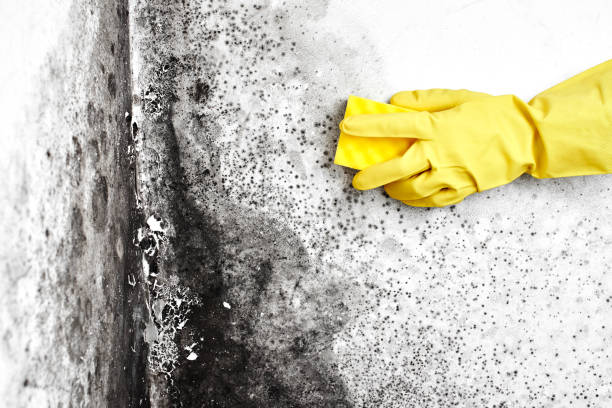 Best Mold Cleaning Services  in Merrifield, VA