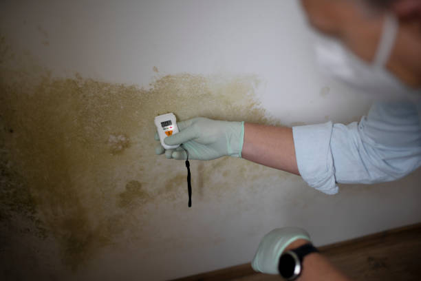 Professional Mold Removal in Merrifield, VA