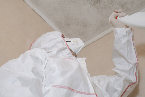 Best Fast Mold Removal  in Merrifield, VA