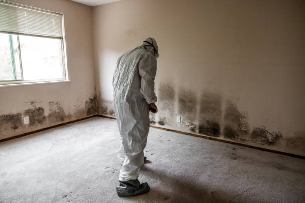 Best Best Mold Removal Companies  in Merrifield, VA