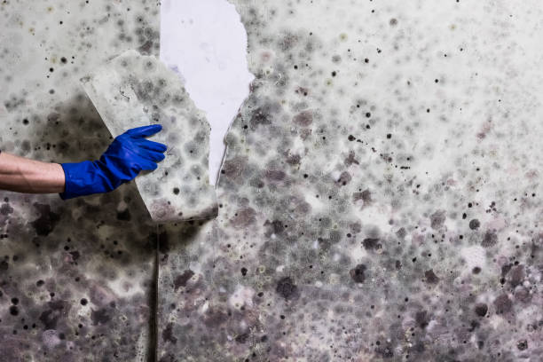 Best Mold Remediation Services  in Merrifield, VA